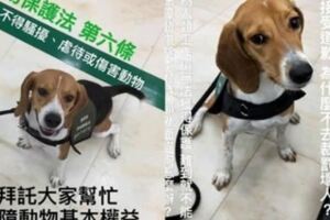 護國神犬被踹了，當場嚇到慘叫一聲！移民官跋扈嗆：我就是不喜歡狗