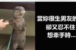 太傳神！13張「加了旁白瞬間嘴角失守」爆笑毛孩梗圖：阿嬤他們罵我...