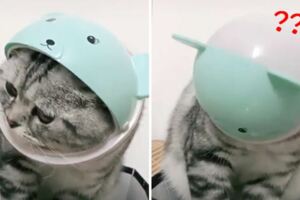 愛玩喵頭卡垃圾桶　下秒變「全罩式安全帽」大驚：鏟屎的～槓嘛關燈！