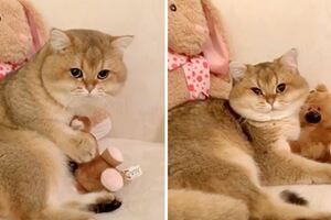 不准你搶走熊熊～胖萌英短貓抱緊娃娃　氣PUPU瞪馬麻：偶咬咬喔