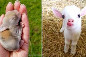 可愛就是正義！　22隻「心被萌到天邊」的超Q動物寶寶