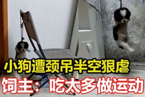 小狗遭頸吊半空狠虐　飼主：吃太多做運動
