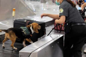 憑什麼鎖定我？華僑不爽「推車撞檢疫犬」　領犬員肉身阻擋怒提告