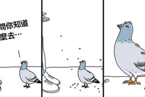 會說話的小鳥超好笑！　12張「畫出鳥類內心戲」的爆笑漫畫