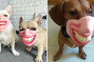 狗狗專屬「創意嘴套」可模仿人類表情　主人邊笑邊拍特寫：很鬧欸～