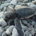 「龜」途難行…再5年海龜恐跟台灣說再見