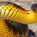 澳洲虎蛇「超強悍毒性」1000萬年都沒換過配方，提煉出的「無敵血清」更成為毒蛇最佳剋星！
