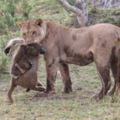 飢餓的獅子抓住一個狒狒，狒狒還抱著它的寶寶，結局讓人意想不到！