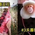 5種在路上看到「能躲多遠就躲多遠」的「真菌殺人植物」#4它竟可以讓你瞬間沒命！