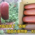 樹上居然長出來了「香腸」簡直不敢想像，太好吃了!