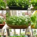這10種蔬菜不用施肥、不長蟲，在陽台用一個塑料框就能種出來！