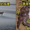 8張「只要惹到大自然絕對沒好事」極不安驚悚照片#6這是人投胎成魚嗎...