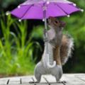 原本心情因為下雨天而變得鬱郁寡歡…直到無意間看到這只撐著雨傘的松鼠寫真時我才露出了笑容。