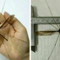 「成都身邊事」比巴掌還大的蚊子見過沒？青城山發現蚊子中的「戰斗機」