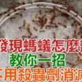 家裡發現螞蟻怎麼辦？不要擔心，教你一招「不用殺蟲劑」就可以消滅螞蟻！