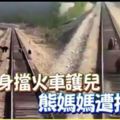 身擋火車護兒熊媽媽遭撞死