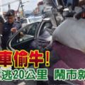 休旅車偷牛!牛賊狂逃20公裡鬧市就擒