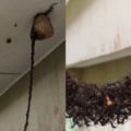 屋簷怎有黑繩？近看…「萬千螞蟻」搭橋進攻蜂巢！網質疑：為何不走天花板？原來…