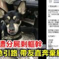 主人慘遭分屍剩軀幹靈犬急引路帶友直奔棄屍河床