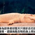 動物園新創「買家評價」　遊客給星超中肯：鱷魚從3分變5分