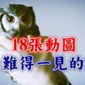 18張動圖，向你展示難得一見的瞬間