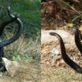 女子清理雜草，看到兩條蛇纏繞在一起，好奇拍照po上網，結果不淡定了！