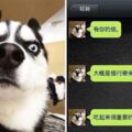 如果狗會跟主人「傳訊息聊天」？爆笑模擬「二哈Style」網友笑到並軌～