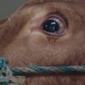 牛被殺時為什麼會流眼淚？聽了專家的分析，網友：不敢再吃牛肉了！