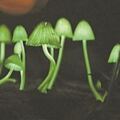 日本森林中採到了發出淡綠色熒光的「綠光蘑菇」，宛若「森林精靈」