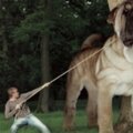世界10大巨犬品種Top10BIGGESTDogBreeds-5978怎樣