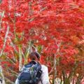 要「楓」了！台灣夏日竟有此紅葉美景