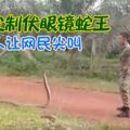 捉蛇達人！超鎮定製伏眼鏡蛇王，軍人讓網民尖叫！