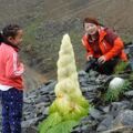 來雲南迪慶看「神奇植物」