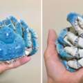 超逼真「青色帝王蟹」居然是陶瓷！　神級藝術品「全關節可動」　網傻：像活的一樣…
