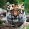 老虎也中標！　紐約動物園「老虎確診新冠肺炎」：全球首例！