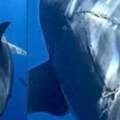 4.5公尺大白鯊身上出現「超巨大咬痕」攝影師：一輩子都沒看過