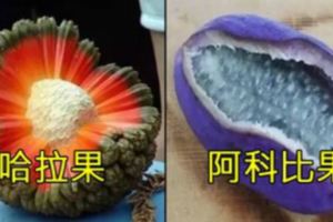 外星水果？盤點8種長相怪異但卻是「有錢人才吃得起」的「奇怪水果」#6「比榴槤還臭」卻被稱為「熱帶水果皇後」