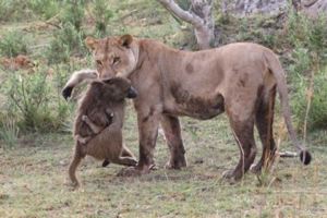 飢餓的獅子抓住一個狒狒，狒狒還抱著它的寶寶，結局讓人意想不到！