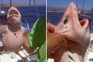 墨西哥漁民捕捉到「外星生物」，全身呈粉紅色，眼睛還很大…嚇得他趕快放生！知道真相後的他哭笑不得！