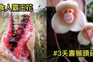 5種在路上看到「能躲多遠就躲多遠」的「真菌殺人植物」#4它竟可以讓你瞬間沒命！