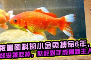 被當飼料的小金魚搏命6年，始終沒被吃掉，熬死對手成為新主人！