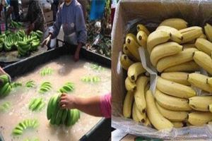 還在買有毒香蕉？一分鐘教你如何分辨！這種香蕉甲醛超標，多便宜也不要買！