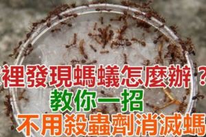 家裡發現螞蟻怎麼辦？不要擔心，教你一招「不用殺蟲劑」就可以消滅螞蟻！