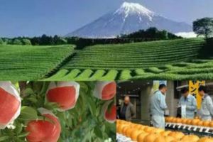日本農業，到底比我們強在哪？
