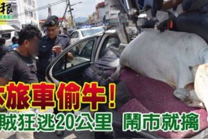 休旅車偷牛!牛賊狂逃20公裡鬧市就擒