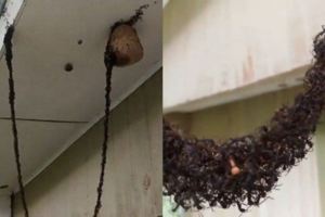 屋簷怎有黑繩？近看…「萬千螞蟻」搭橋進攻蜂巢！網質疑：為何不走天花板？原來…