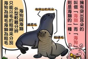 你知道該怎麼分辨「海豹、海狗、海牛、海象」嗎？超Q插畫讓網友瞬間秒懂：長知識了！