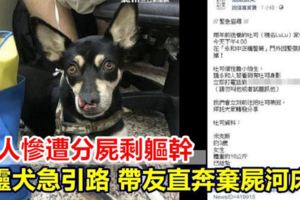 主人慘遭分屍剩軀幹靈犬急引路帶友直奔棄屍河床