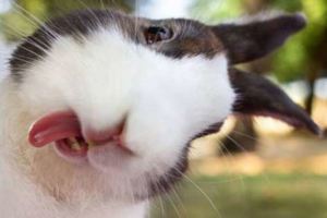 19張當可愛的兔子伸出小舌頭時被抓拍，一定會萌翻你！好想抱一隻回家啊！