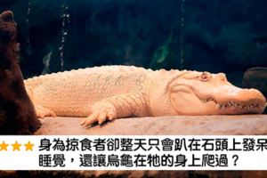 動物園新創「買家評價」　遊客給星超中肯：鱷魚從3分變5分